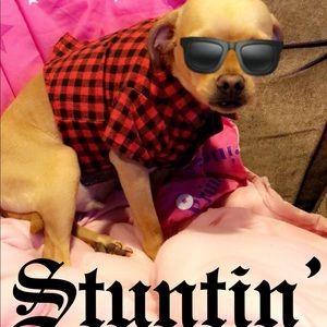 Meet your Posher, Samuel